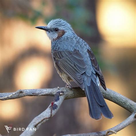 鳥種類|身近な鳥 – BIRD FAN （日本野鳥の会）